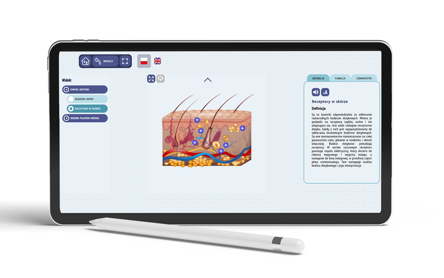 Eduexpert Science-Lab. Fascinating human anatomy. Set