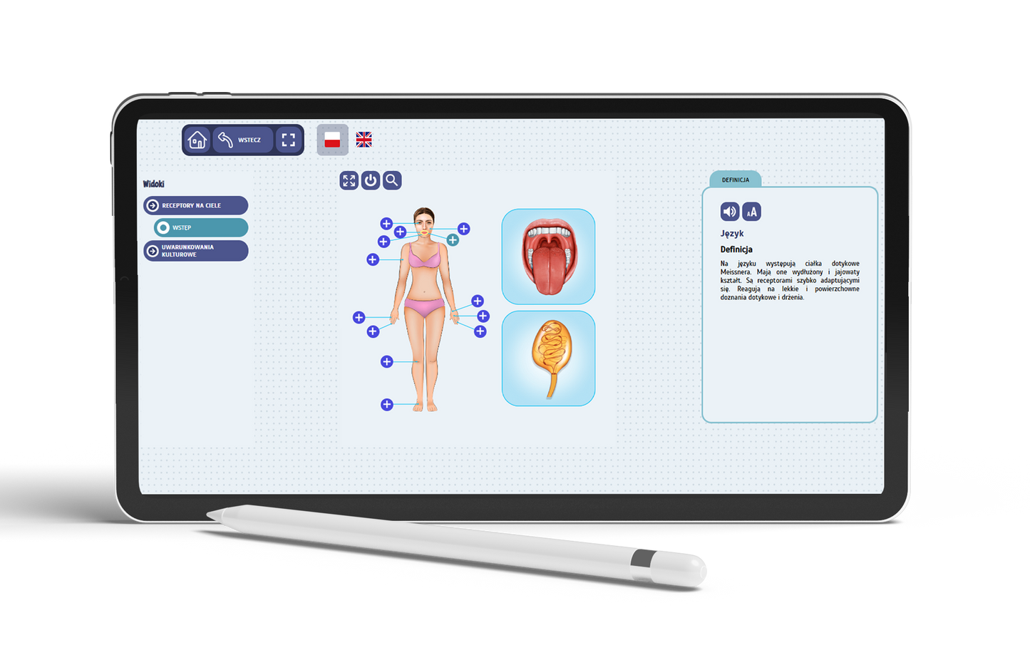 Eduexpert Science-Lab. Fascinating human anatomy. Set