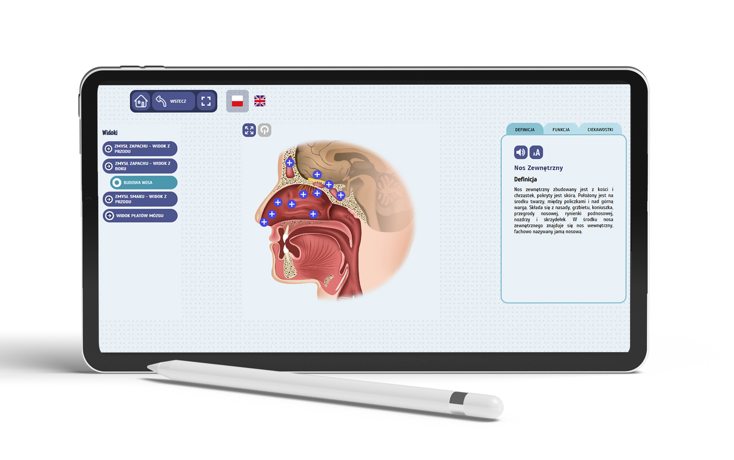 Eduexpert Science-Lab. Fascinating human anatomy. Set
