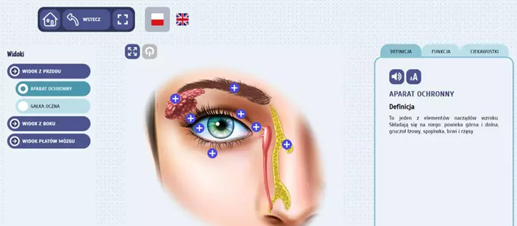 Eduexpert - Science-Lab. Fascinating Human Anatomy. Sight